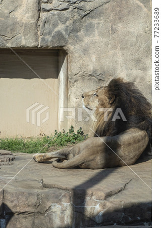 Male lion lying on the ground Male lion lying on the ground 77233689