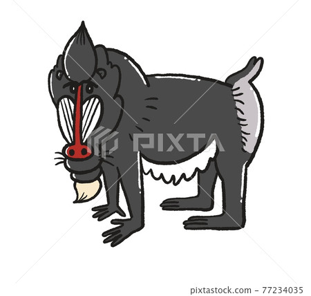Mandrill illustration Mandrill illustration 77234035