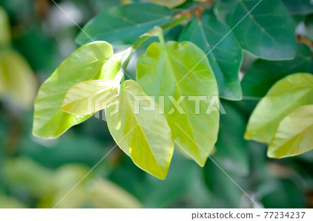 ficus pumila or climbing fig, creeping fig 77234237