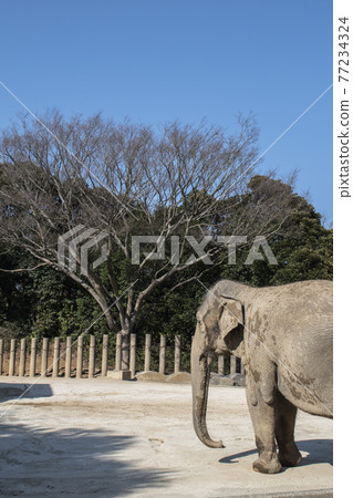Elephants kept in the zoo 77234324