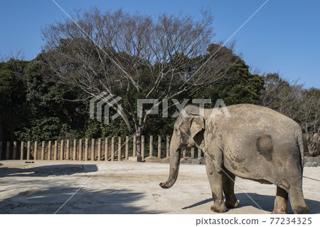 A statue of a zoo 77234325