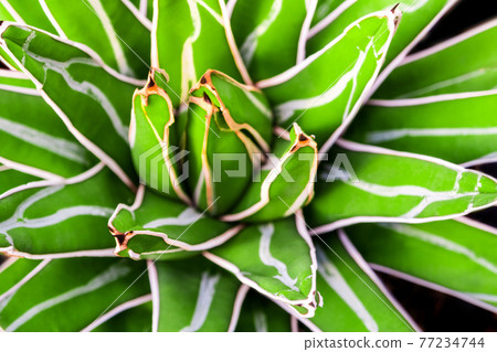 Succulent plant close-up, fresh leaves detail of Agave victoriae reginae Succulent plant close-up, fresh leaves detail of Agave victoriae reginae 77234744