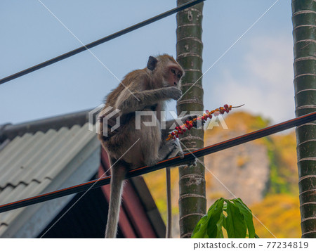 食蟹猴在電線上吃堅果（萊萊，甲米府，泰王國） 77234819
