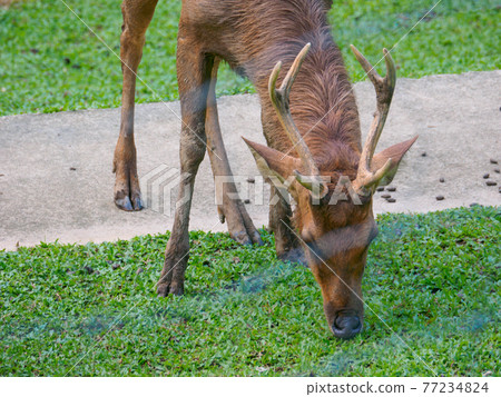 Deer grazing in the park's protected area (Perdana Botanical Garden, Kuala Lumpur, Malaysia) 77234824
