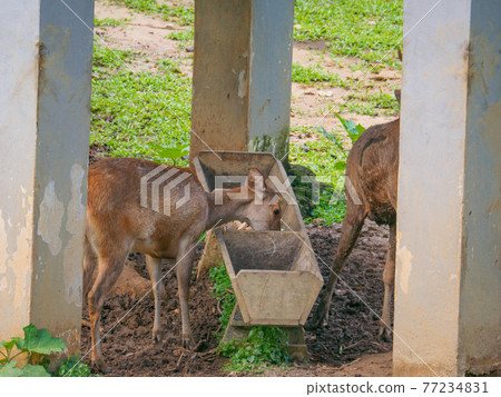 Deer feeding in park reserves (Perdana Botanical Gardens, Kuala Lumpur, Malaysia) 77234831