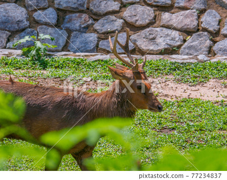 Deer relaxing in the park's protected area (Perdana Botanical Garden, Kuala Lumpur, Malaysia) 77234837