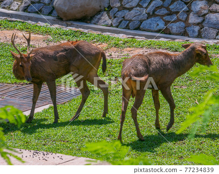 Deer relaxing in the park's protected area (Perdana Botanical Garden, Kuala Lumpur, Malaysia) 77234839