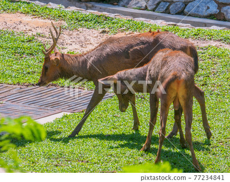 Deer relaxing in the park's protected area (Perdana Botanical Garden, Kuala Lumpur, Malaysia) 77234841