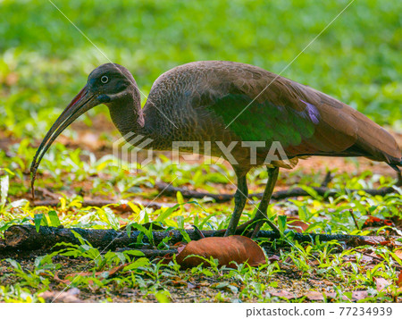 Birds walking on the grass in the park (Perdana Botanical Garden, Kuala Lumpur, Malaysia) Birds walking on the grass in the park (Perdana Botanical Garden, Kuala Lumpur, Malaysia) 77234939