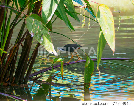 白胸水雞在水生植物上行走(Perdana Botanical Garden,吉隆坡,馬來西亞) 白胸水雞在水生植物上行走(Perdana Botanical Garden,吉隆坡,馬來西亞) 77234943