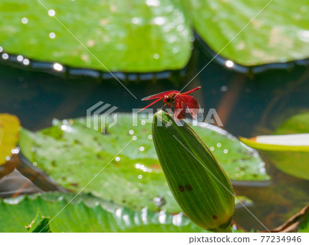 Red dragonfly perching on a lotus bud (Perdana Botanical Garden, Kuala Lumpur, Malaysia) Red dragonfly perching on a lotus bud (Perdana Botanical Garden, Kuala Lumpur, Malaysia) 77234946