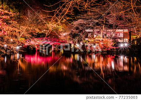 [Kyoto] Autumn leaves 77235003