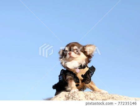 Chihuahua Chihuahua 77235146