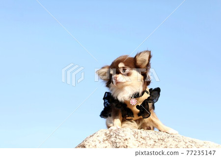 Chihuahua Chihuahua 77235147