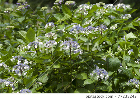 Hydrangea flowers are in bloom in the hydrangea garden. The name of this hydrangea is Gaku hydrangea. Hydrangea flowers are in bloom in the hydrangea garden. The name of this hydrangea is Gaku hydrangea. 77235242