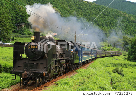 Oigawa Railway C56 steam locomotive, also known as "Pony," speeding through the tea fields 77235275