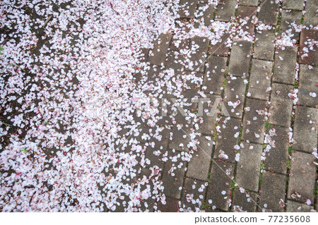 Cherry blossom petals on the sidewalk 77235608