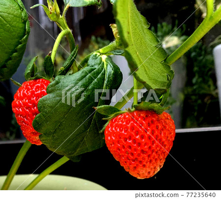 Strawberry  77235640