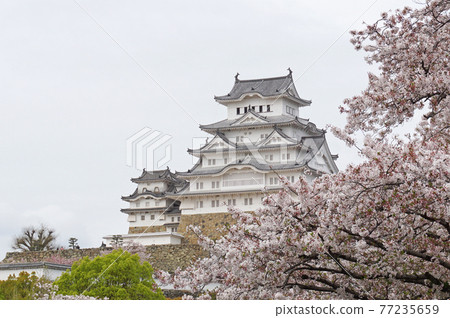 日本兵庫縣姬路市櫻花盛開的姬路城 77235659