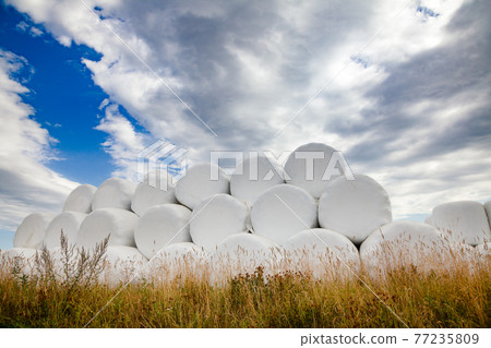 Pile of silage bales on a field in Norway 77235809