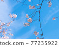 【櫻花】藍天下盛開的吉野櫻花 77235922