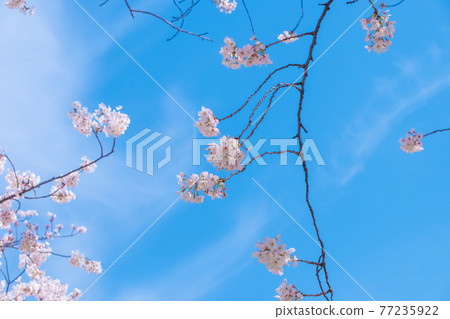 【櫻花】藍天下盛開的吉野櫻花 77235922