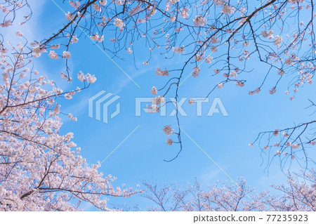 【櫻花】藍天下盛開的吉野櫻花 77235923