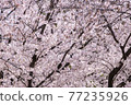 [櫻花] 吉野櫻花的一側 77235926