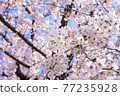 【櫻花】盛開的吉野櫻花 77235928