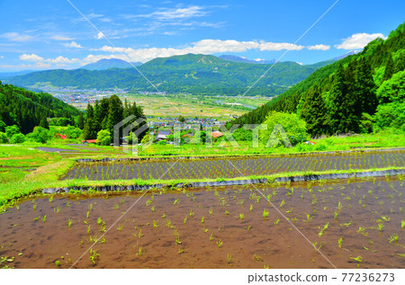 從福島新田（長野縣飯山市）的梯田眺望飯山市區和斑尾山 [2020.5] 77236273