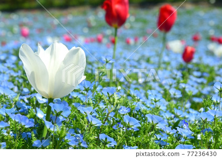 Collaboration of Nemophila and Tulips Osaka Maishima Seaside Park 77236430