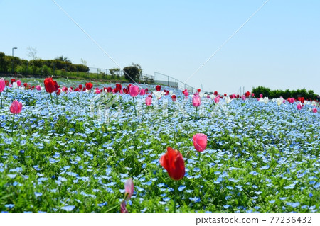 Collaboration of Nemophila and Tulips Osaka Maishima Seaside Park 77236432