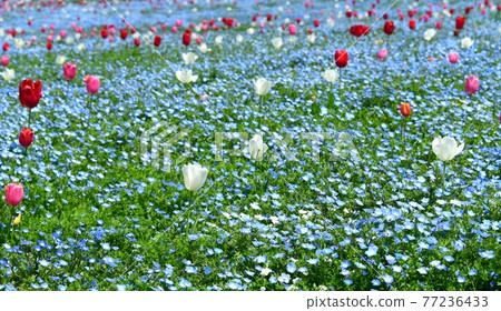 Nemophila 和郁金香大阪舞島海濱公園的合作 77236433