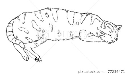 放鬆睡貓 77236471