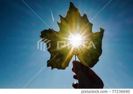 Sun shining through the heart shape in a yellow leaf 77236690