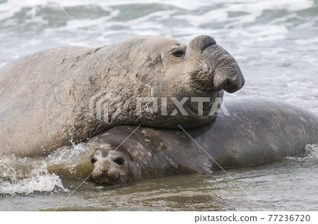 Elephant seal, Patagonia 77236720