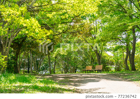 Bench in the fresh green of spring Bench in the fresh green of spring 77236742