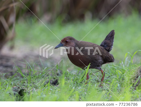 Ruddy-breasted Crake walking for food beside the field. 77236786