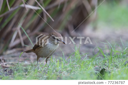 Oriental Reed Warbler standing looking for food on the grass. 77236787