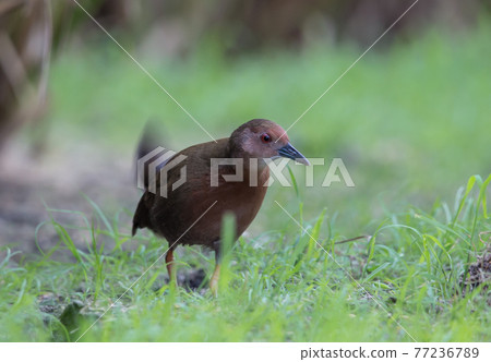 Ruddy-breasted Crake walking for food beside the field. 77236789