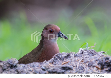Ruddy-breasted Crake walking for food beside the field. 77236790