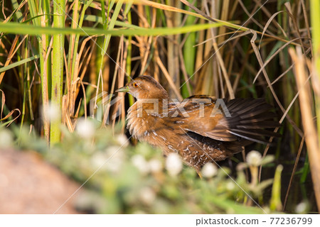 Baillon's Crake standing behind the rice plant. Baillon's Crake standing behind the rice plant. 77236799