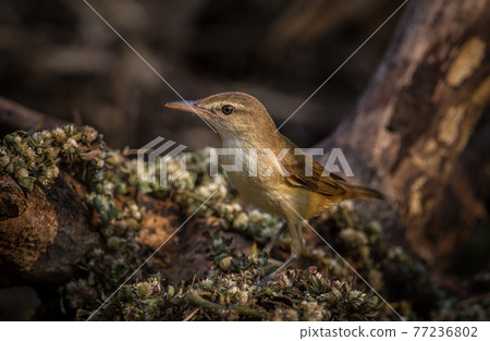 Oriental Reed Warbler It is a migratory bird that can be found in some areas of Thailand. 77236802