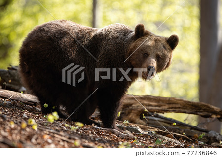Large female of brown bear facing camera in summer beech forest 77236846