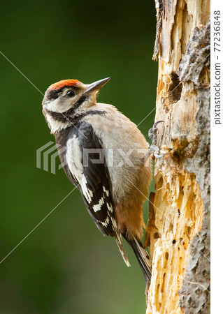 Adult lesser spotted woodpecker making a hole into the tree 77236848
