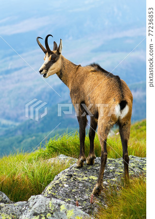 Tatra chamois panting on rocks in summertime nature 77236853