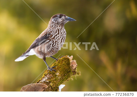 Spotted nutcracker looking on mossed tree with sunlight on green background Spotted nutcracker looking on mossed tree with sunlight on green background 77236870