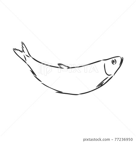 Pilchard. Ink sketch of sardine. Small herring. Hand drawn vector illustration of fish isolated on white background. Retro style. 77236950