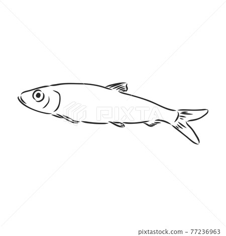 Pilchard. Ink sketch of sardine. Small herring. Hand drawn vector illustration of fish isolated on white background. Retro style. Pilchard. Ink sketch of sardine. Small herring. Hand drawn vector illustration of fish isolated on white background. Retro style. 77236963