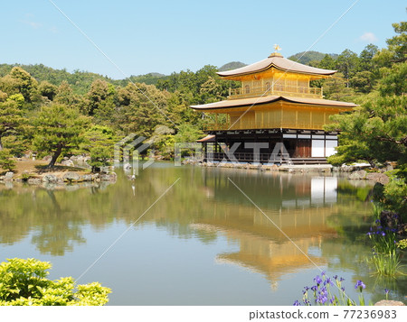 更換茅草屋頂後的春天金閣寺 更換茅草屋頂後的春天金閣寺 77236983